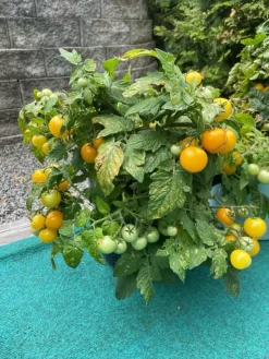 Tradera 1/2 : Tomatfrön 20st - låg planta (Venus el aztek - gul - körsbärstomater| Planter Og Frø