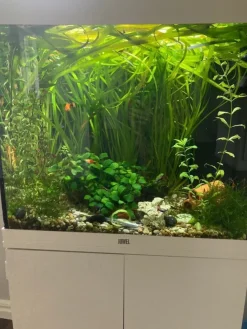 Tradera Akvarieväxter Vallisneria stort paket växter till akvarium| Øvrigt Hobby