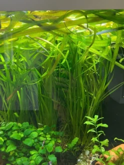 Tradera Akvarieväxter Vallisneria höga växter till akvarium| Øvrigt Hobby