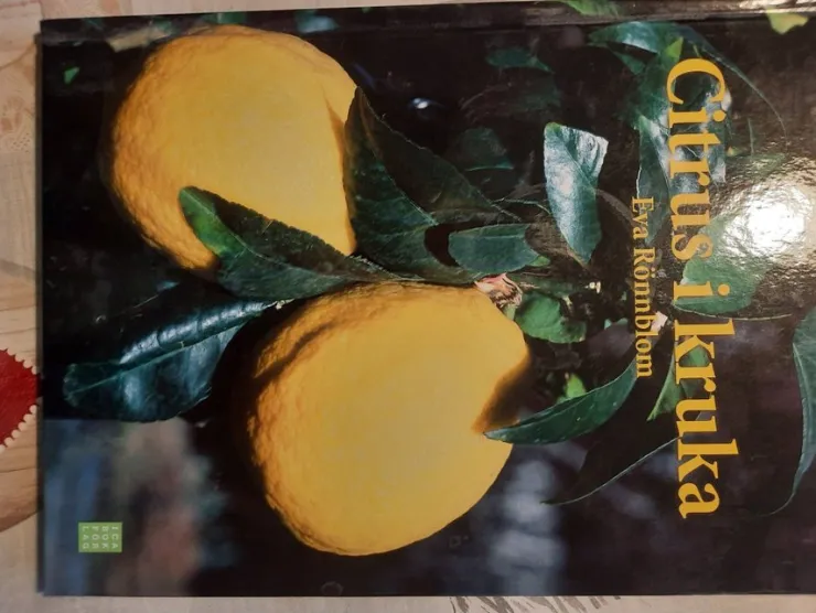 New Citrus i kruka - Eva Rönnblom Botanik