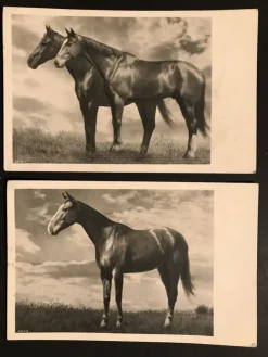 Tradera Hästar, 2 st vykort profilbilder (ofr ca år 1940tal)| Generelle Motiver
