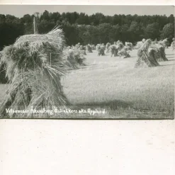 Tradera Åkersberga Österåkers skn, Vetesnesar, obeg ca 1930, Bröderna Harling| Svenske Landskaber