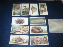 Tradera Tobakskort> Tobakiana